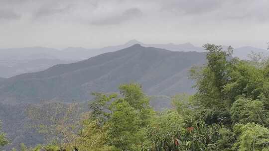 径山寺竹林