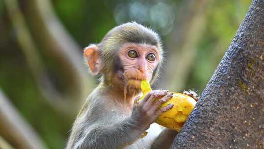 中国海南三亚吃食物吃水果的猴子小猴子视频素材模板下载