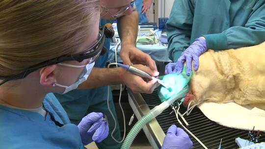 一只狗在兽医办公室接受断牙手术
