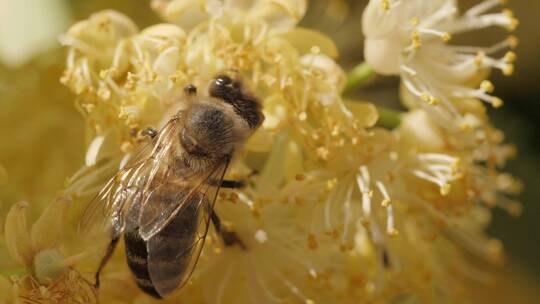 蜜蜂从花朵中采集花粉