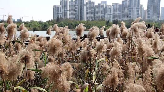 湿地公园风中芦苇慢镜头合集