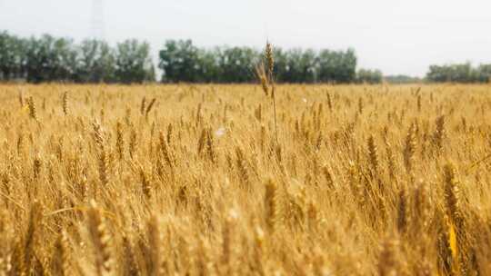 金黄色的小麦麦田麦穗麦浪