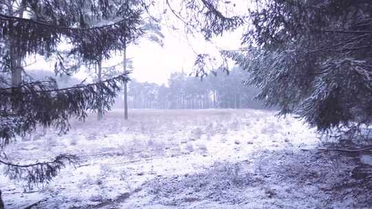 积雪覆盖的地面