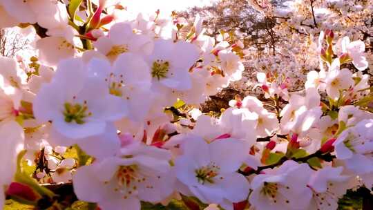 盛开的白色花朵特写