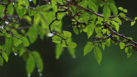 下雨和树叶