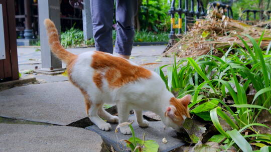 流浪猫 野猫