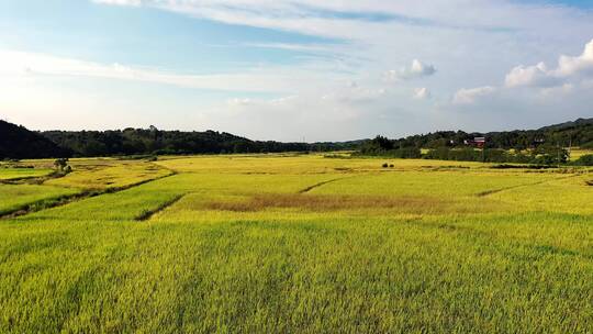 秀美农村一片水稻田