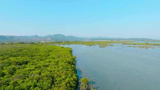 广东江门_镇海湾红树林湿地公园航拍005