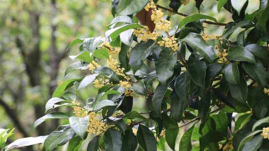 【合集】阳光微风山林桂花树桂花光影合集