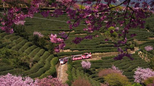 樱花树 茶园樱花美景 浪漫樱花茶园