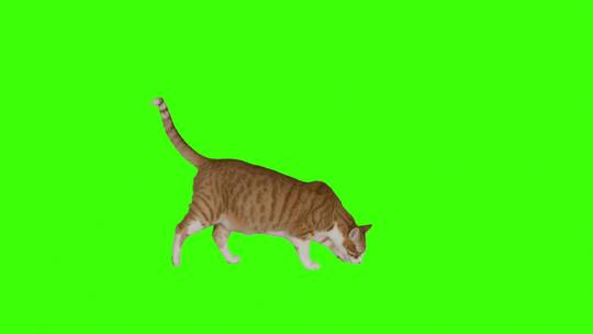 绿色背景下的猫咪视频素材模板下载