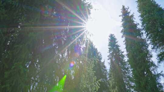 唯美逆光阳光洒透过松树树叶光芒森林