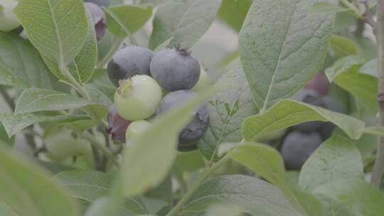 蓝莓果园多颜色蓝莓拍摄LOG
