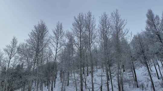 大兴安岭惊蛰时节雾凇雪景