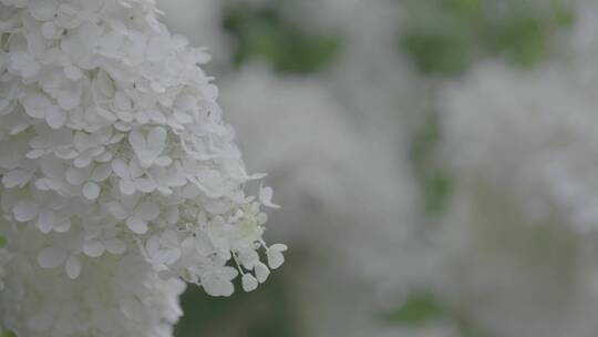 雨后盛开的暴马丁香LOG素材