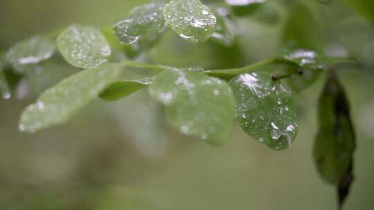 树叶、植物、露水、水滴