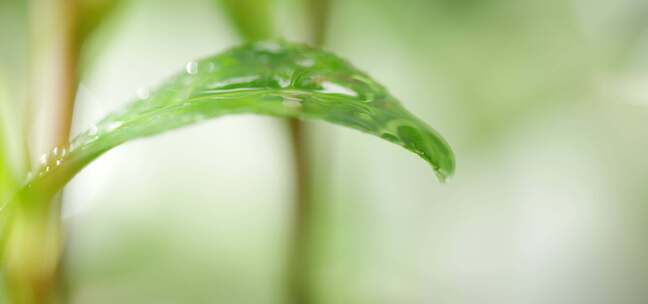 茶叶 特写 下雨水滴