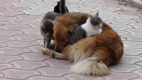 三只小猫和一只狗在地上玩耍视频素材模板下载