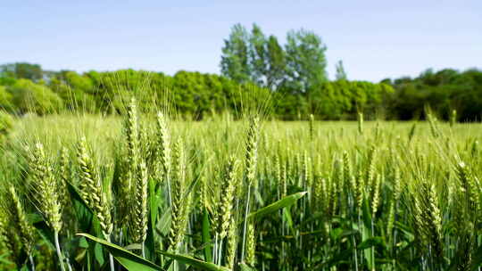 麦田里绿色饱满的麦穗在风中摇摆