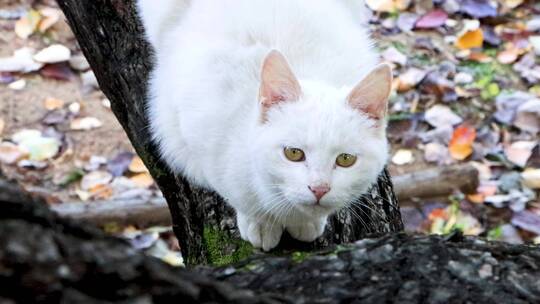 田园猫农村土猫白猫