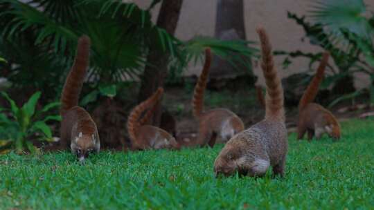 Coati，Nasua，动物园，包