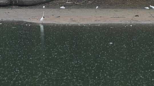 雨天白鹭在湖边觅食