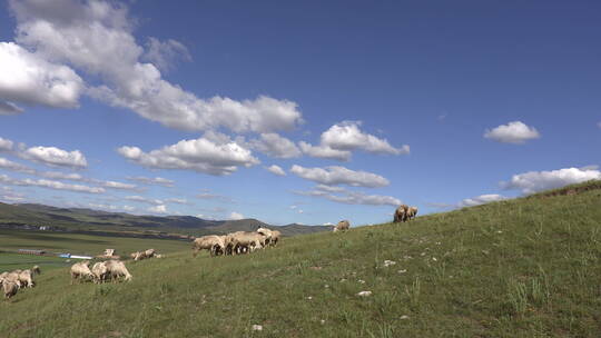 移动镜头牧场山坡上吃草的羊群