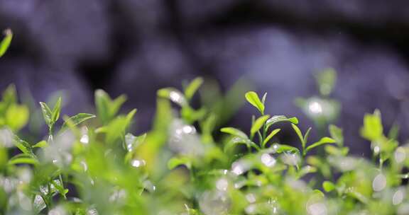 茶园茶叶4k升格慢镜 茶芽随风摇曳