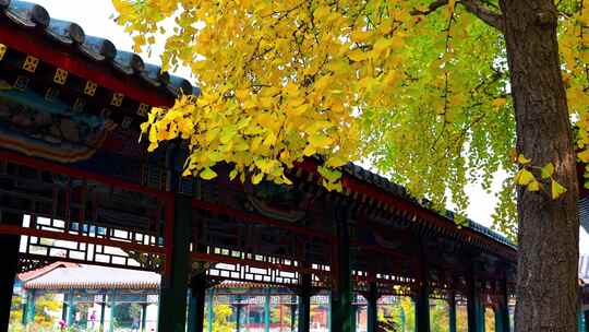 北京中山公园银杏季节