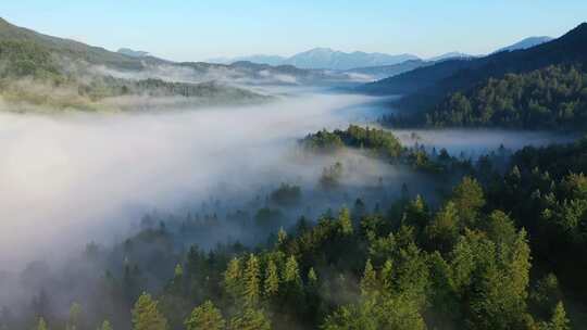 航拍清晨森林云海山林云雾仙境自然风景
