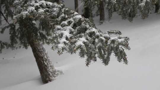 贺兰山金顶雪景视频 (1)