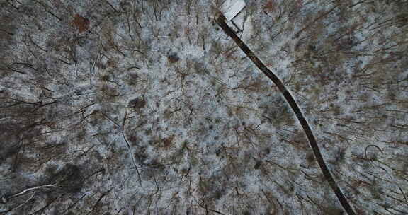 阿肯色州雪山红杉树，捕捉浓密的冬季景观，