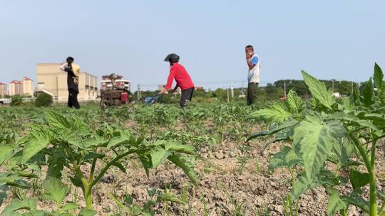 种植西红柿农耕菜田4K实拍视频