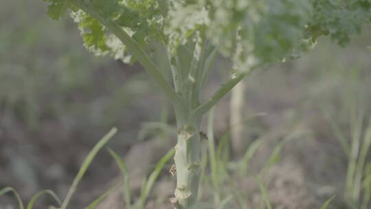 绿色羽衣甘蓝种植LOG