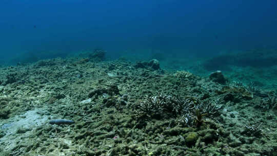 海洋污染珊瑚死亡视频素材模板下载