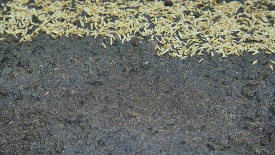 水稻种子发芽破土而出延时摄影