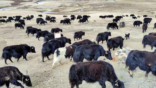 川西毛垭草原牦牛