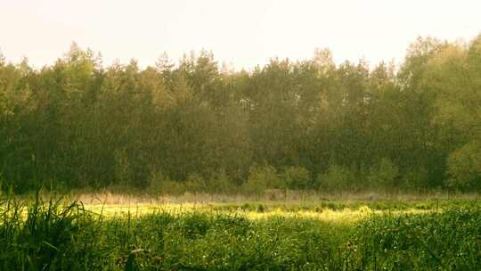 森林旁的绿地在雨中沐浴阳光的景象