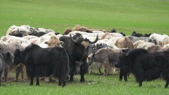 草地上的长毛牦牛群