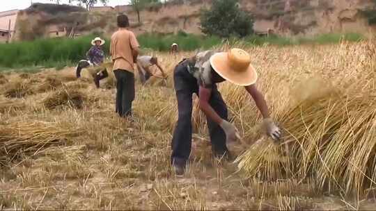 传统手工收割小麦