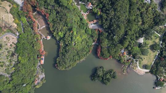 深圳仙湖植物园落羽杉