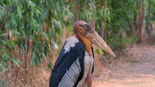 鹳科的一种大鸟，常见于南亚，现在由于栖息
