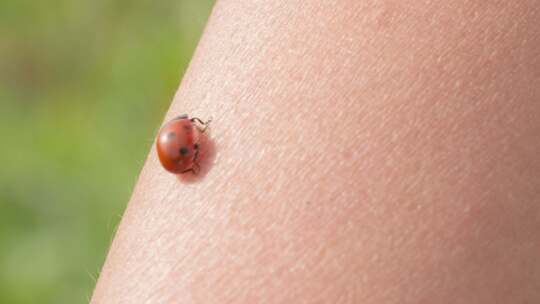 昆虫节肢动物惊蛰森林微距特写升格