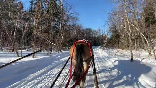 雪地上马拉雪橇前行的冬日景象