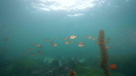 海底海草鱼类海洋生物