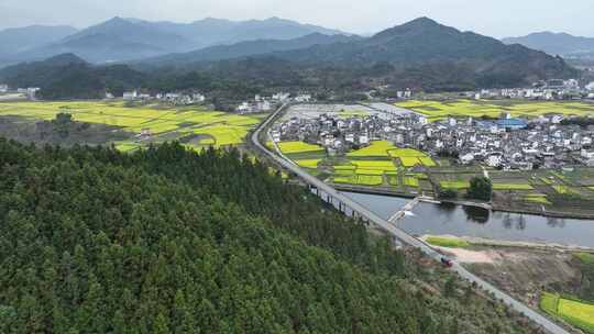 航拍油菜花田