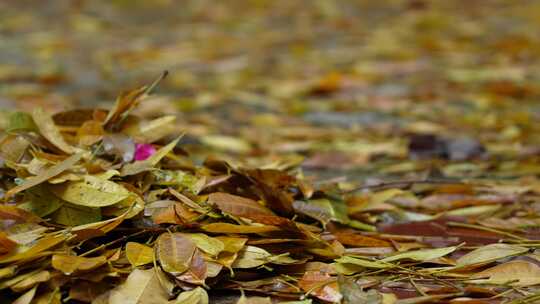 铺满落叶的路面实拍