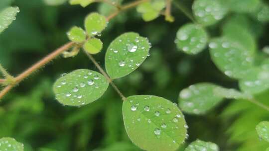 植物野草露珠实拍