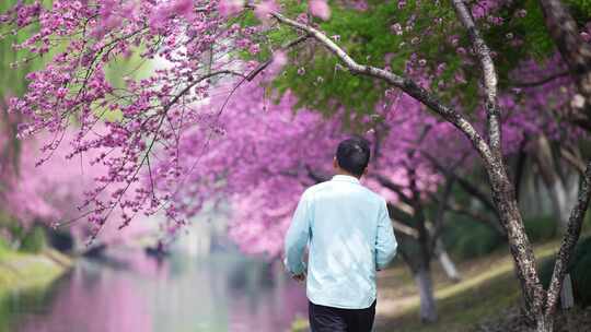 河边的桃花