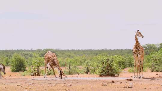 南非克鲁格国家公园的长颈鹿和普通斑马